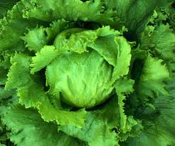 E Coli Prompts Lettuce Recall E Coli Prompts Lettuce Recall